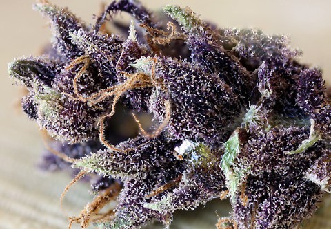 Medical Marijuana Strain - Purps