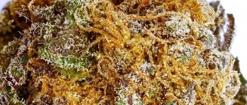 California Medical Marijuana Business