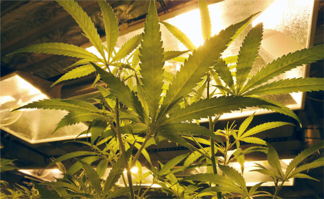 Is Marijuana Legal in California?