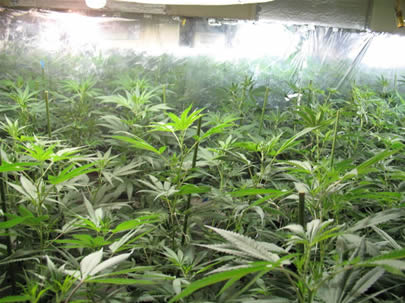 CA Medical Marijuana News